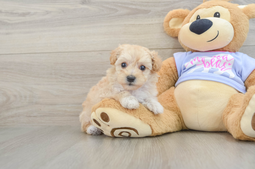 5 week old Maltipoo Puppy For Sale - Pilesgrove Pups