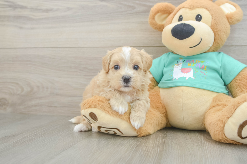 6 week old Maltipoo Puppy For Sale - Pilesgrove Pups