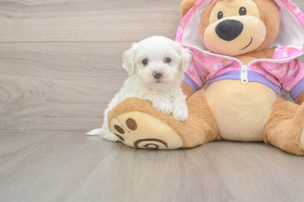 Friendly Maltipoo Baby