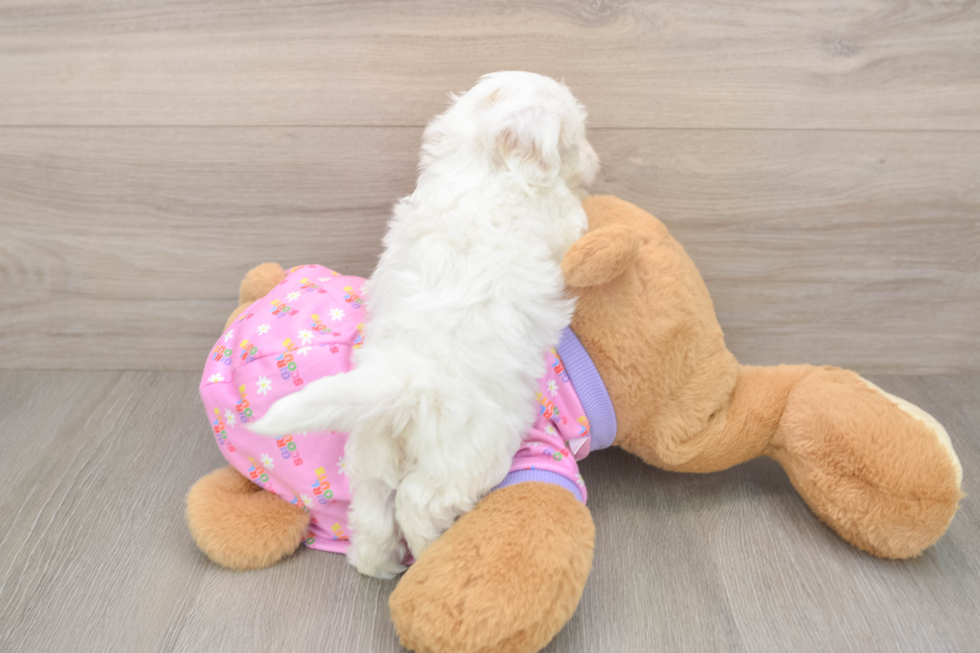 Sweet Maltipoo Baby