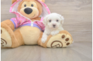 Little Malt a Poo Poodle Mix Puppy