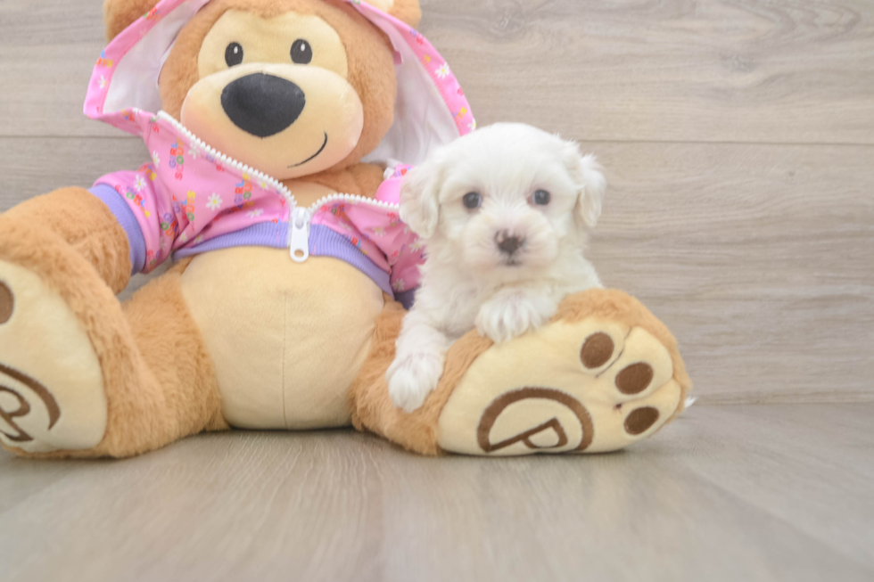 Little Malt a Poo Poodle Mix Puppy