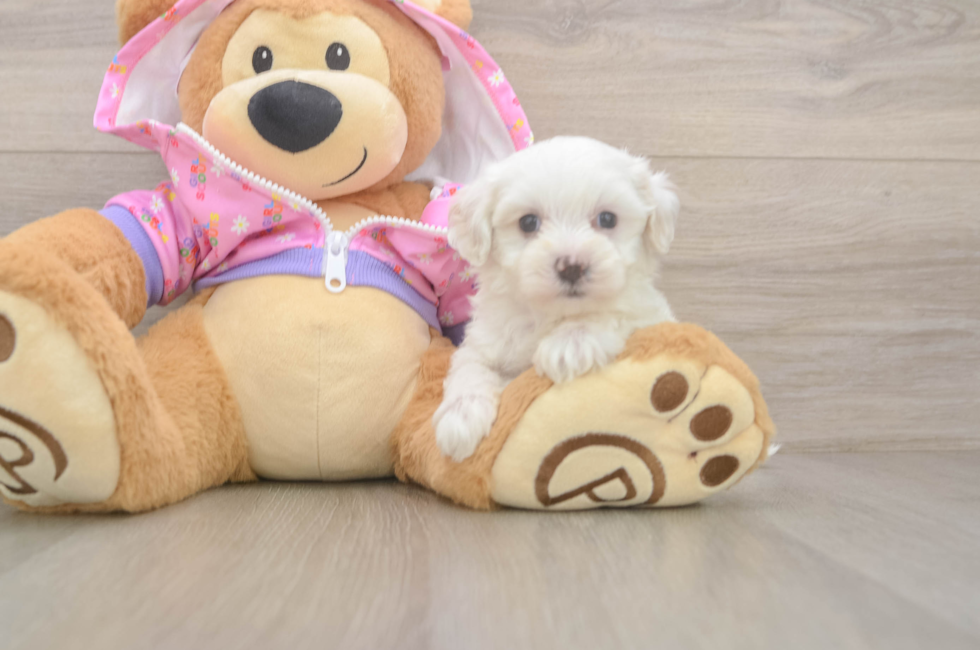 6 week old Maltipoo Puppy For Sale - Pilesgrove Pups