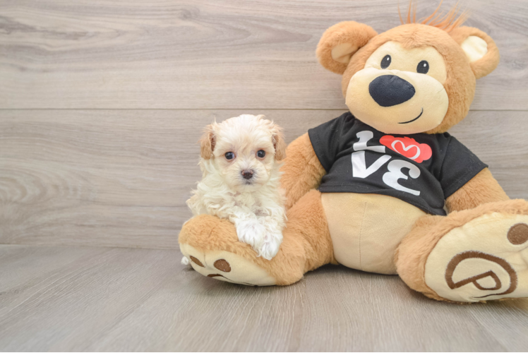 Maltipoo Puppy for Adoption