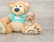 8 week old Maltipoo Puppy For Sale - Pilesgrove Pups