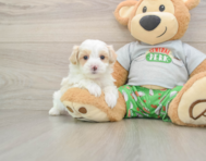 7 week old Maltipoo Puppy For Sale - Pilesgrove Pups