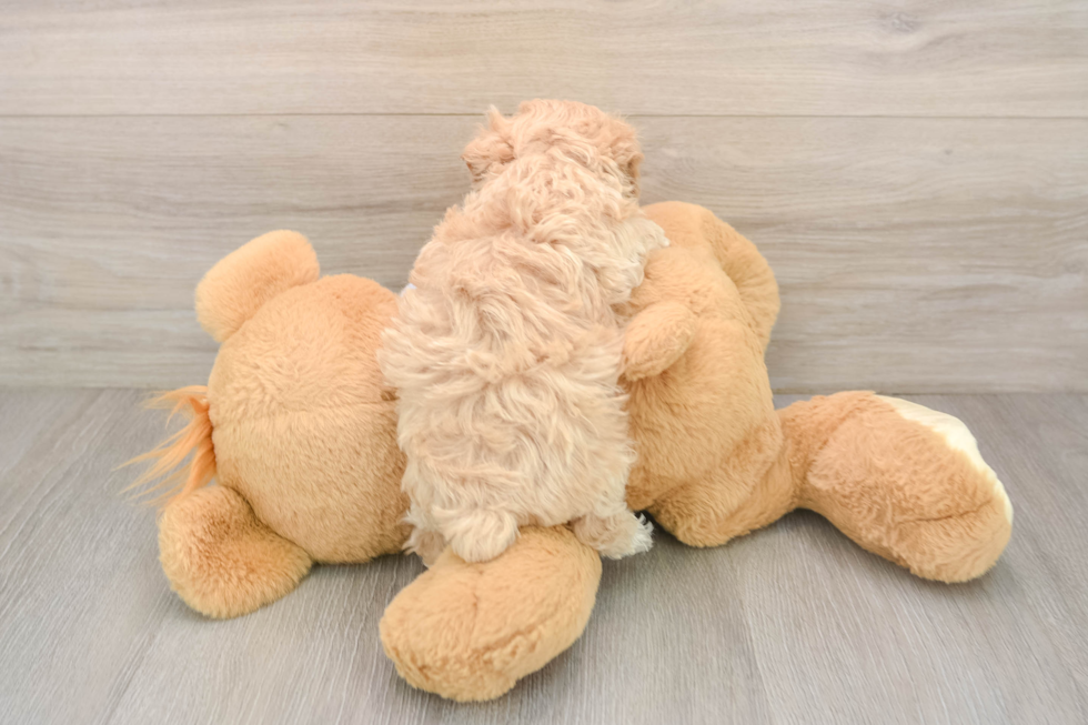 Maltipoo Puppy for Adoption