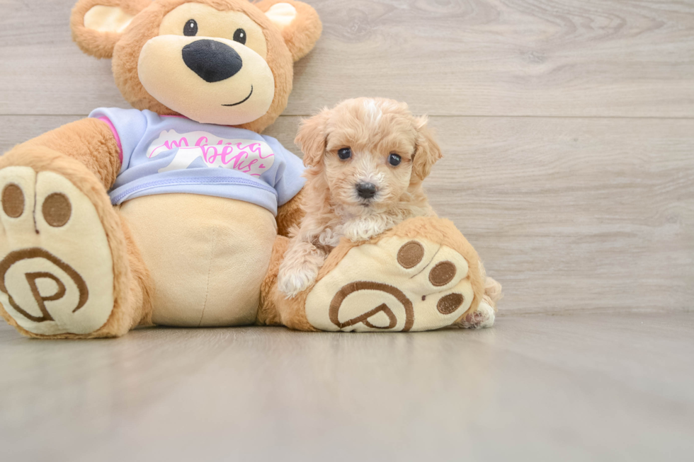 Best Maltipoo Baby