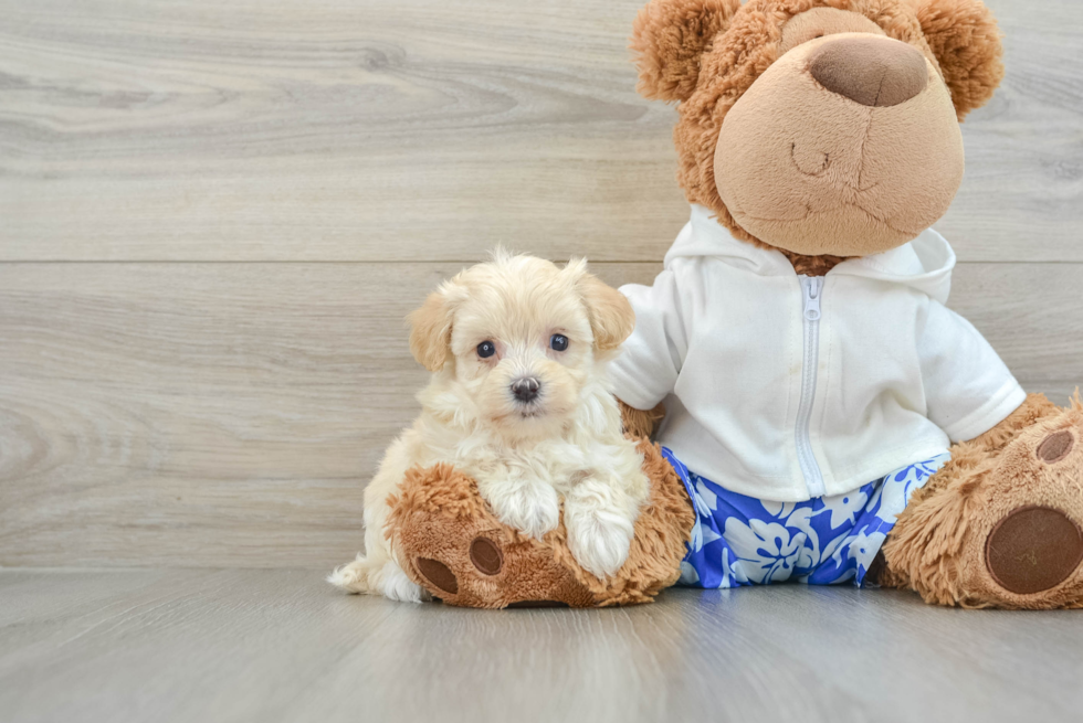 Best Maltipoo Baby