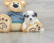 8 week old Maltipoo Puppy For Sale - Pilesgrove Pups