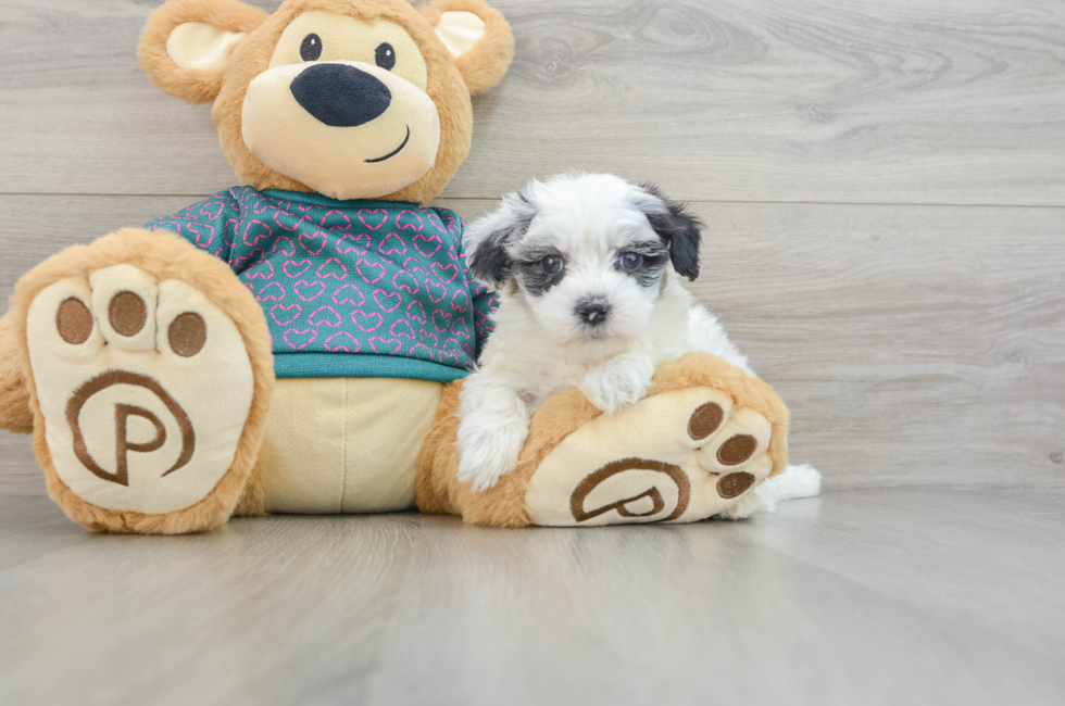 8 week old Maltipoo Puppy For Sale - Pilesgrove Pups