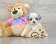 9 week old Maltipoo Puppy For Sale - Pilesgrove Pups