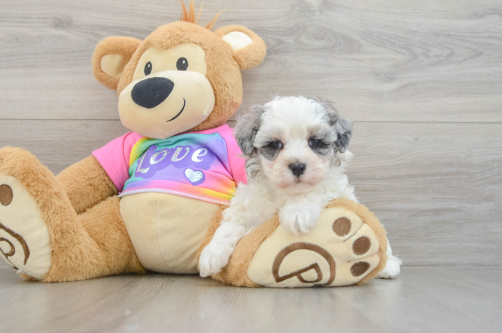 6 week old Maltipoo Puppy For Sale - Pilesgrove Pups