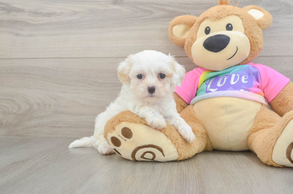 6 week old Maltipoo Puppy For Sale - Pilesgrove Pups