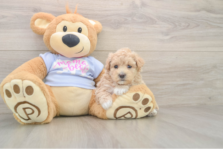 Smart Maltipoo Poodle Mix Pup