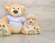 8 week old Maltipoo Puppy For Sale - Pilesgrove Pups