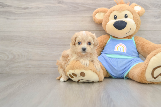 Maltipoo Pup Being Cute