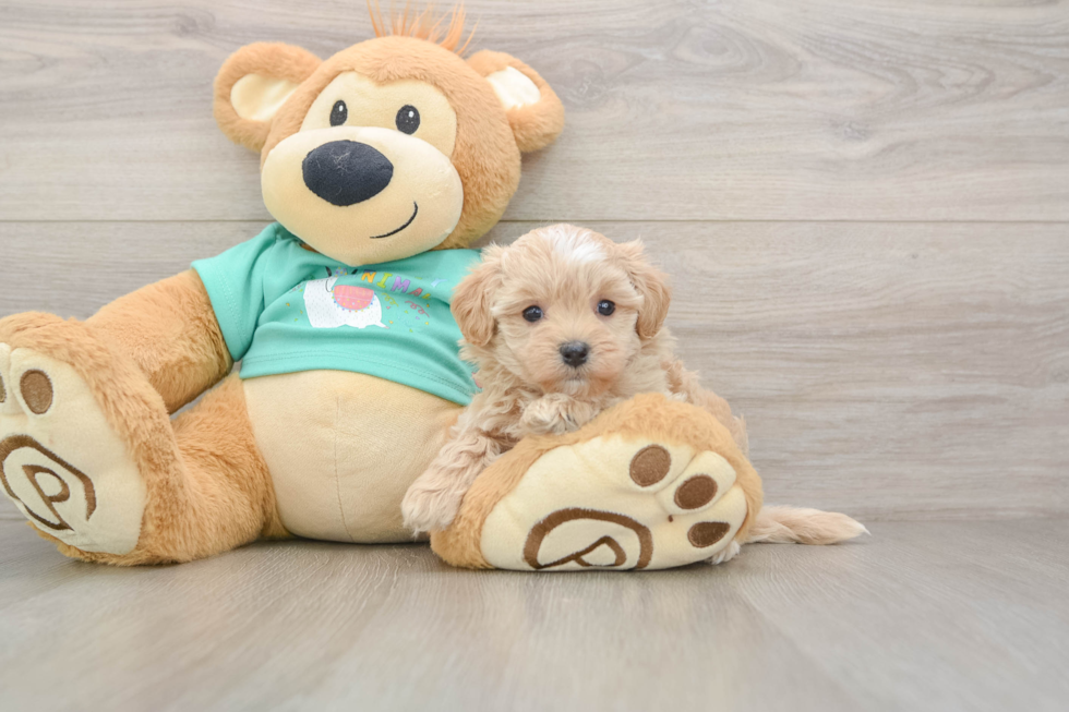 Best Maltipoo Baby