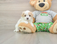 7 week old Maltipoo Puppy For Sale - Pilesgrove Pups