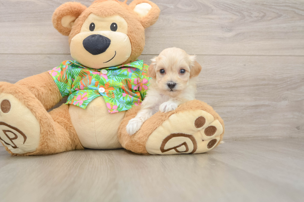 Playful Malt Oodle Poodle Mix Puppy