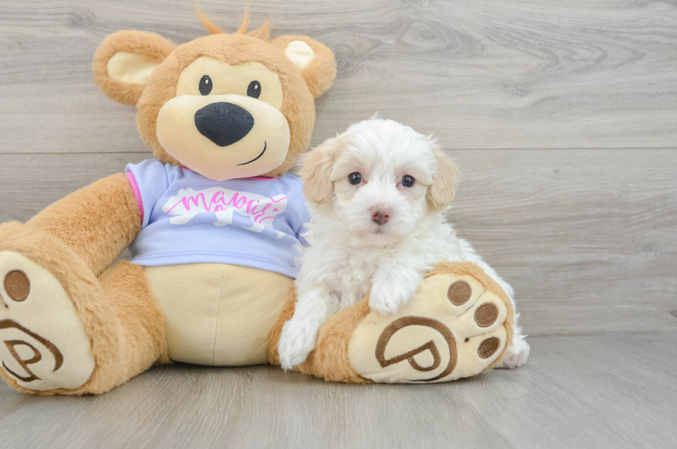 6 week old Maltipoo Puppy For Sale - Pilesgrove Pups