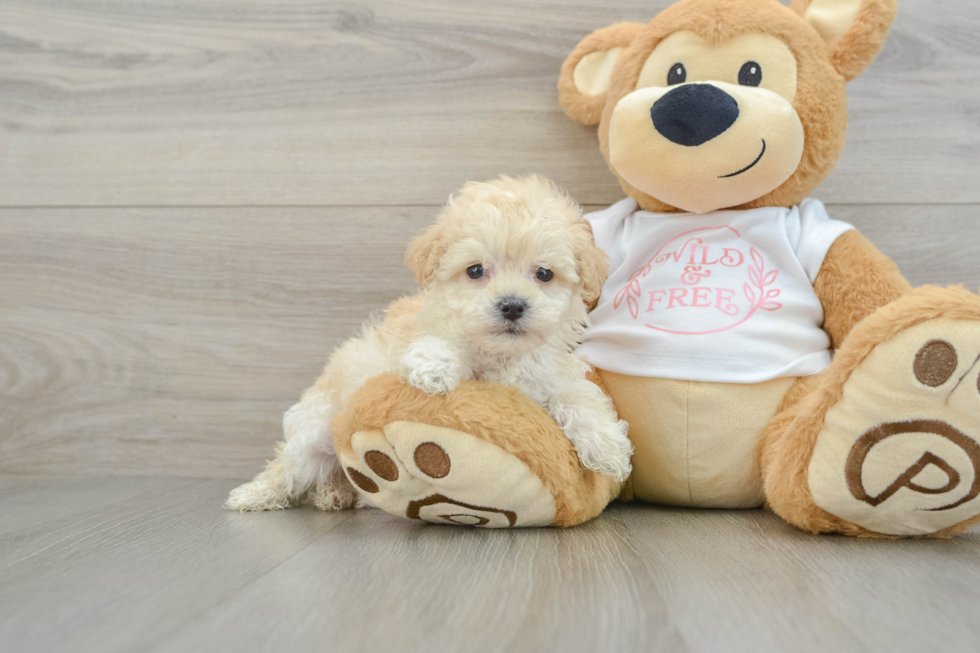 Cute Maltipoo Baby