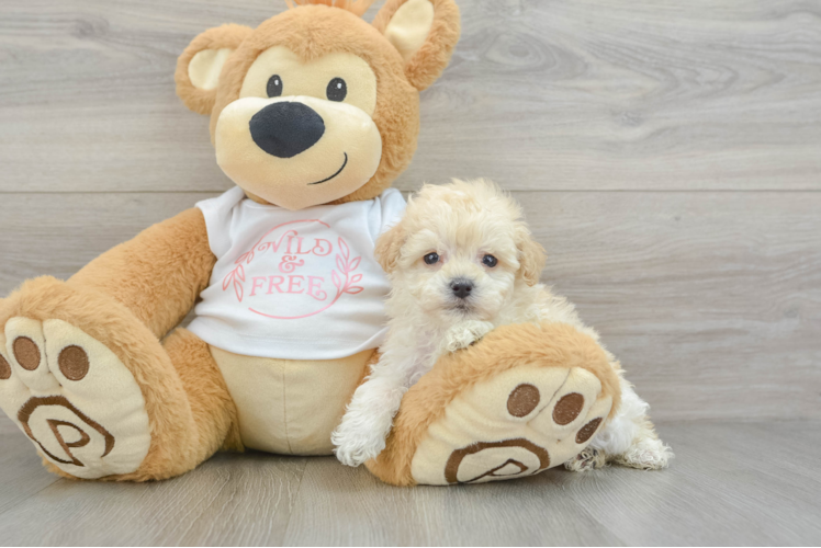 Maltipoo Puppy for Adoption