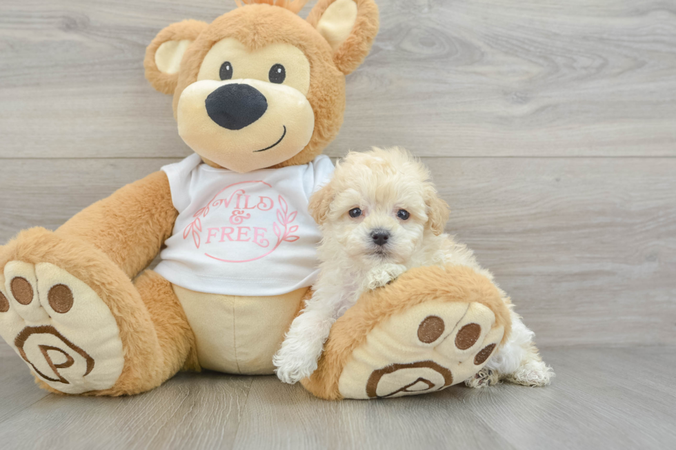 Maltipoo Puppy for Adoption