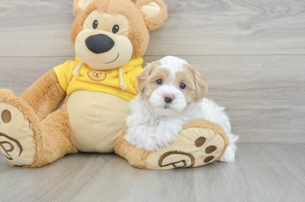 5 week old Maltipoo Puppy For Sale - Pilesgrove Pups