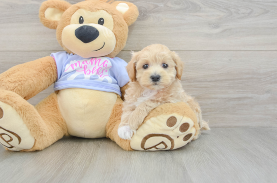 Maltipoo Pup Being Cute