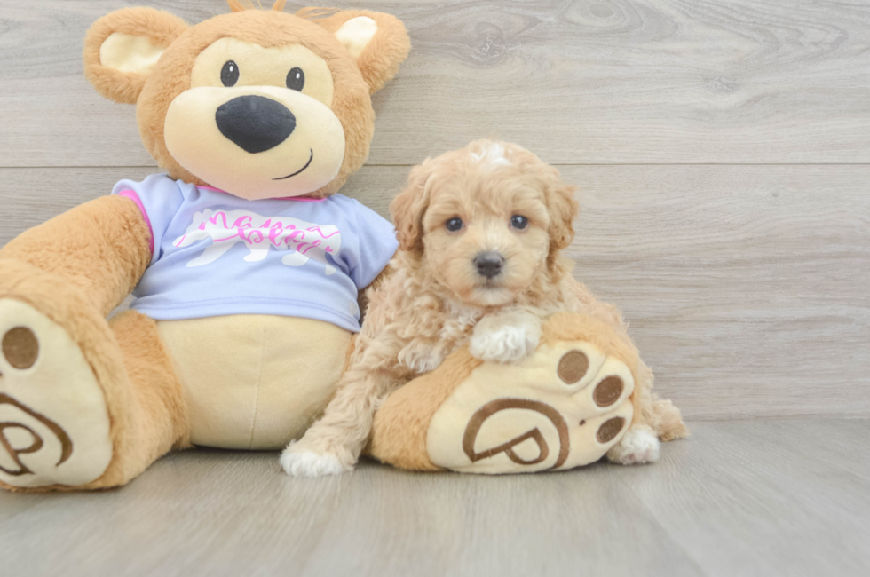 5 week old Maltipoo Puppy For Sale - Pilesgrove Pups