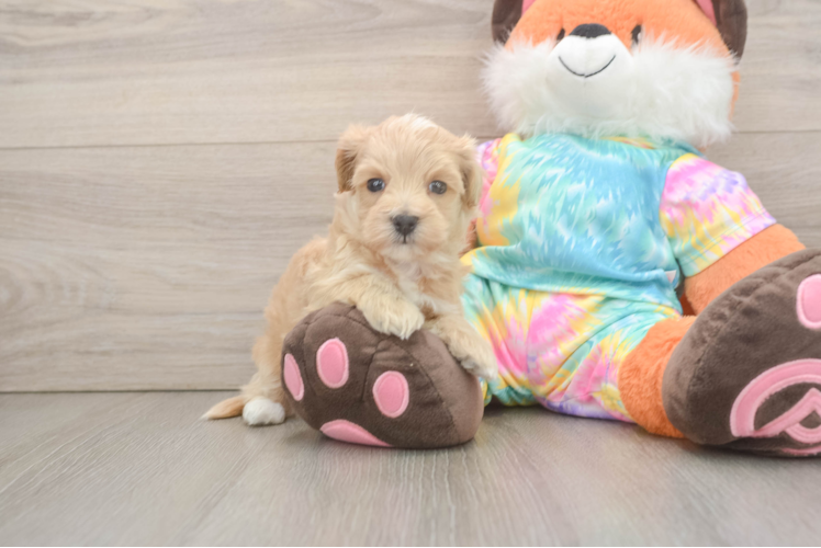 Energetic Maltidoodle Poodle Mix Puppy