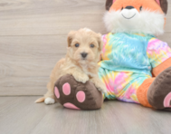 6 week old Maltipoo Puppy For Sale - Pilesgrove Pups