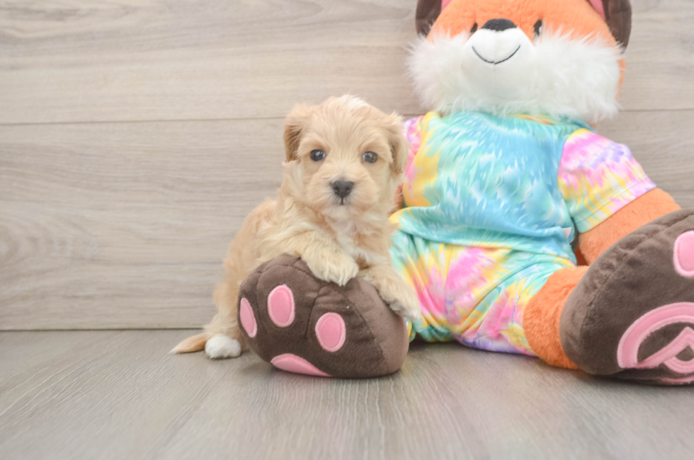 5 week old Maltipoo Puppy For Sale - Pilesgrove Pups