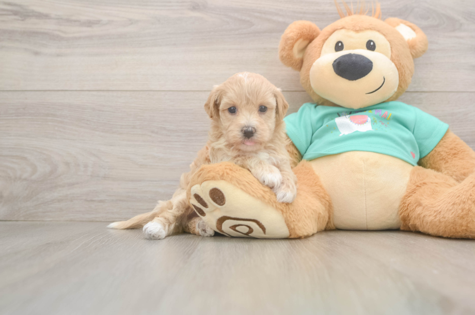 5 week old Maltipoo Puppy For Sale - Pilesgrove Pups