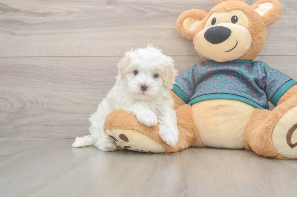 5 week old Maltipoo Puppy For Sale - Pilesgrove Pups