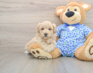 8 week old Maltipoo Puppy For Sale - Pilesgrove Pups