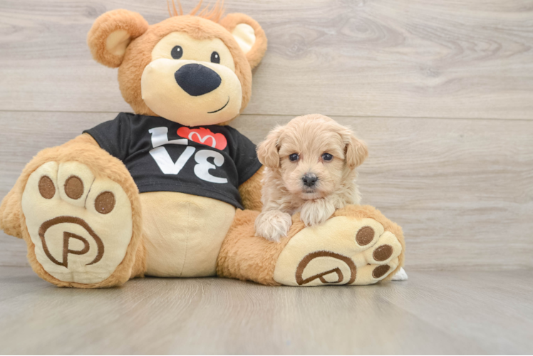 Best Maltipoo Baby