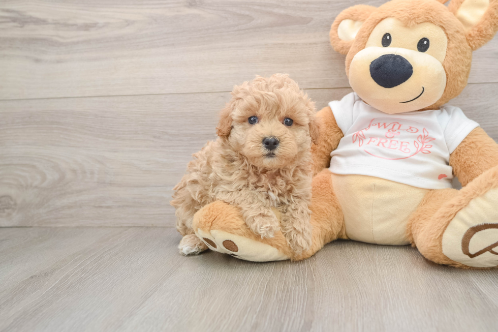 Energetic Moodle Poodle Mix Puppy