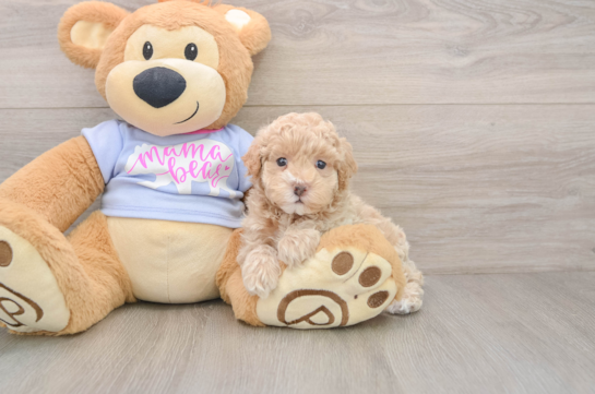 Smart Maltipoo Poodle Mix Pup