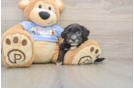 Maltipoo Pup Being Cute