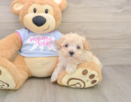 8 week old Maltipoo Puppy For Sale - Pilesgrove Pups