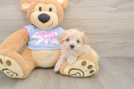 Energetic Moodle Poodle Mix Puppy