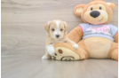 Maltipoo Puppy for Adoption