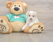 8 week old Maltipoo Puppy For Sale - Pilesgrove Pups