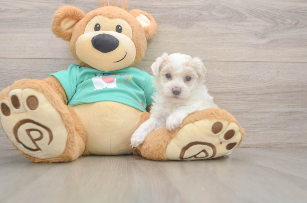 5 week old Maltipoo Puppy For Sale - Pilesgrove Pups