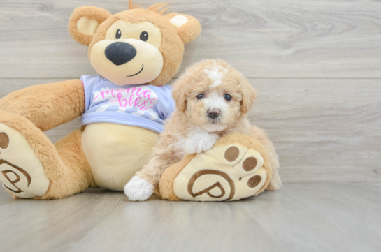 Cute Maltipoo Baby