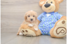 Maltipoo Pup Being Cute