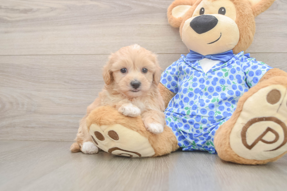 Maltipoo Pup Being Cute