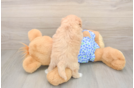 Maltipoo Pup Being Cute